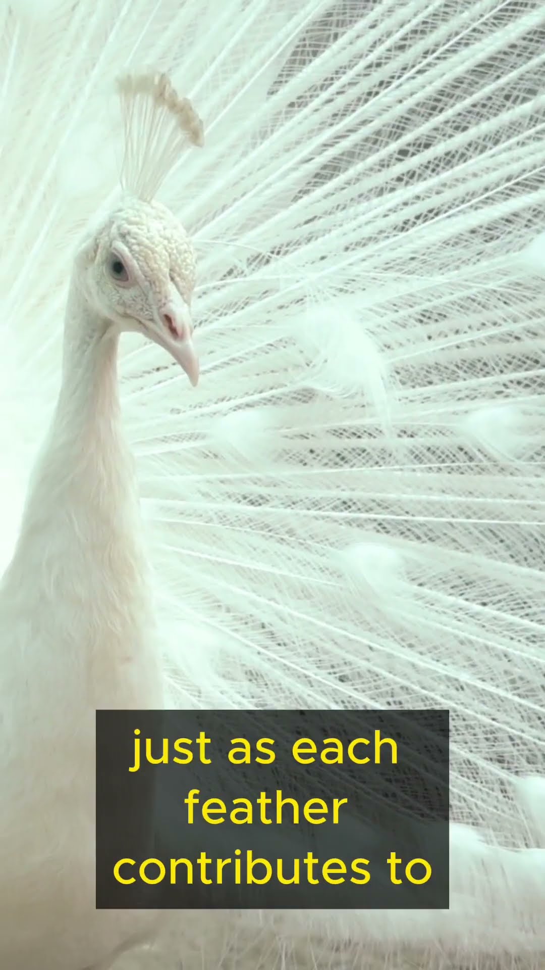 Life Lessons from Birds Part 5 #shorts #lifelessons #wisdom #differences #birds #birdslover